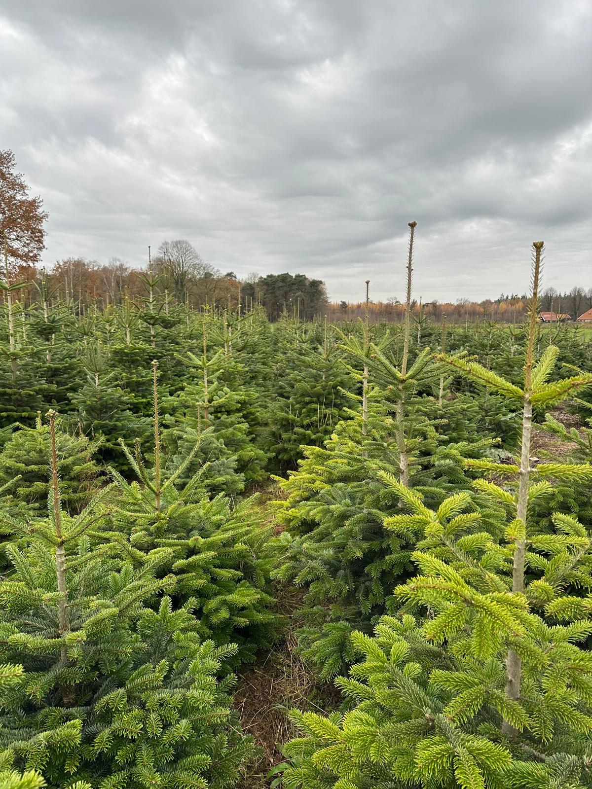 Rijen jonge kerstbomen op de kwekerij