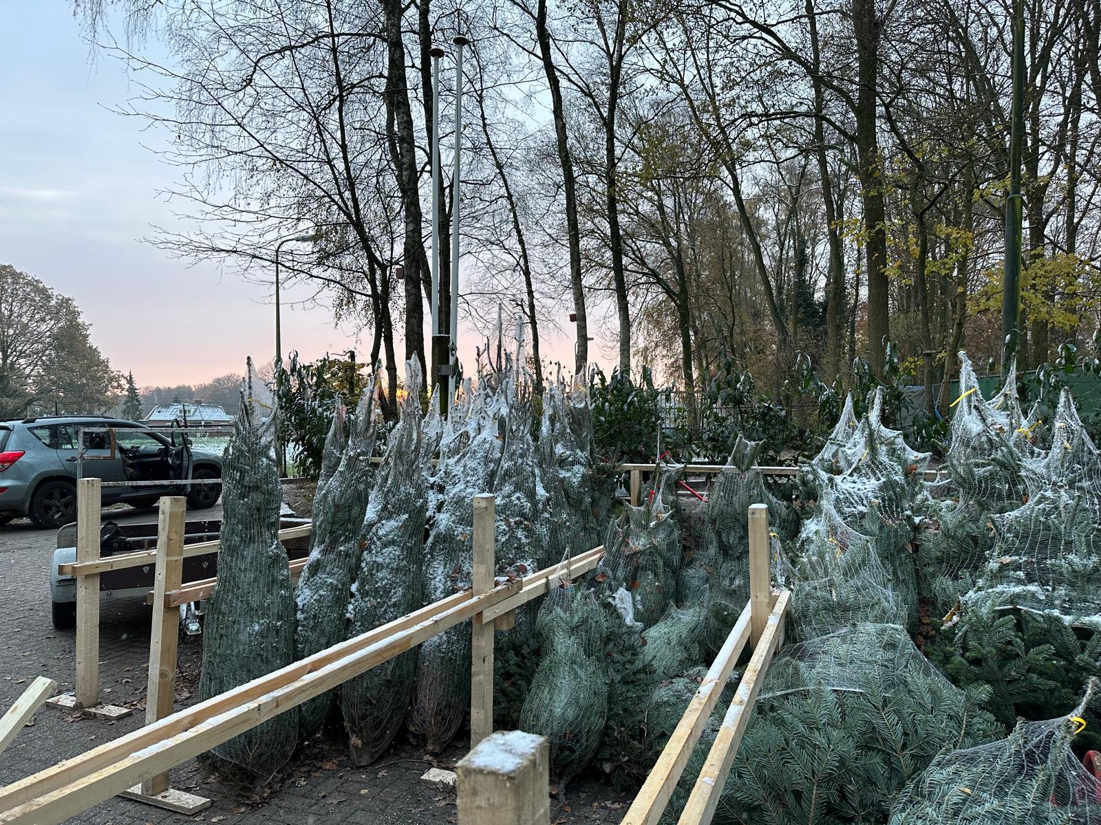 Ingenette kerstbomen klaar voor bezorging op een vroege, vorstige ochtend